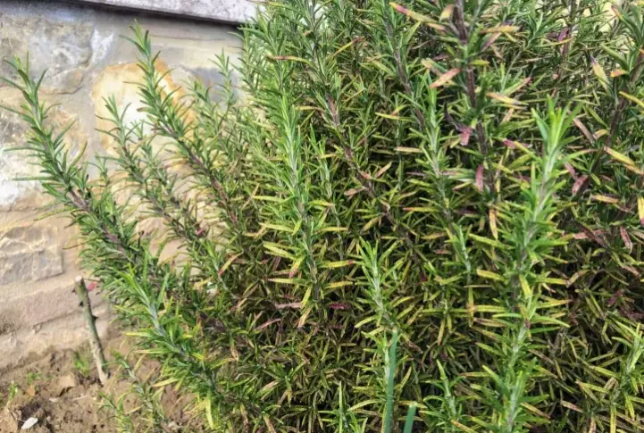 Italian herbs and spices Italian herbs and spices